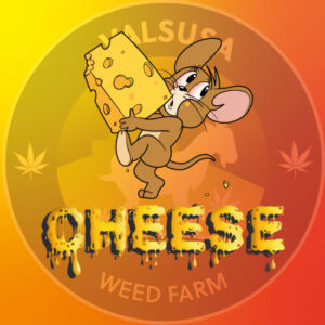 Cheese